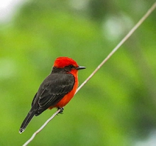 Disfrute del 1er encuentro Cali Ciudad de las Aves 