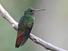 Amazilia tzacatl