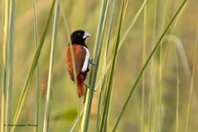 Capuchino tricolor
