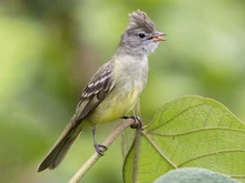Elaenia flavogaster
