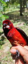 Asoma Terciopelo (Ramphocelus dimidiatus)