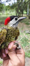 Carpintero Pechipunteado (Colaptes punctigula)