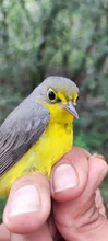 Reinita del Canadá (Cardellina canadensis)