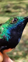 Macho de Mango Pechinegro (Anthracothorax nigricollis)