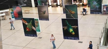 Majestuosas fotografías hacen presencia en el primer encuentro de ‘Cali,  Ciudad de las Aves’