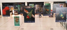 Majestuosas fotografías hacen presencia en el primer encuentro de ‘Cali,  Ciudad de las Aves’
