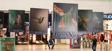 Majestuosas fotografías hacen presencia en el primer encuentro de ‘Cali,  Ciudad de las Aves’