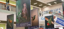 Majestuosas fotografías hacen presencia en el primer encuentro de ‘Cali,  Ciudad de las Aves’