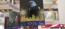 Majestuosas fotografías hacen presencia en el primer encuentro de ‘Cali,  Ciudad de las Aves’