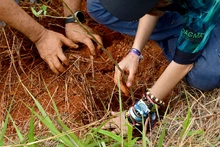 Con la siembra de 2576 árboles avanza El Bosque de los Estudiantes