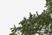Ecoparque Bataclán: la Sucursal del Cielo para las aves