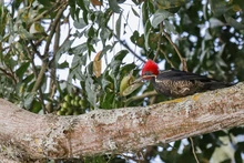 Ecoparque Bataclán: la Sucursal del Cielo para las aves