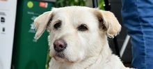 Centro de Bienestar Animal tendrá inspección de Policía para casos de maltrato