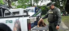 Centro de Bienestar Animal tendrá inspección de Policía para casos de maltrato