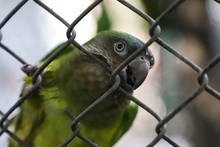 La fauna exótica en Cali ya se volvió paisaje