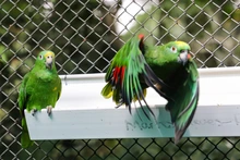 La fauna exótica en Cali ya se volvió paisaje