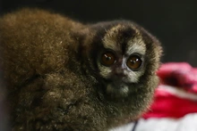 La fauna exótica en Cali ya se volvió paisaje