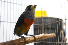 La fauna exótica en Cali ya se volvió paisaje