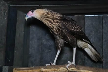La fauna exótica en Cali ya se volvió paisaje