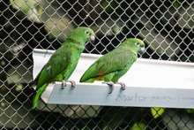 La fauna exótica en Cali ya se volvió paisaje
