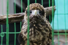 La fauna exótica en Cali ya se volvió paisaje