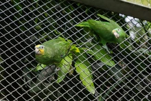 La fauna exótica en Cali ya se volvió paisaje