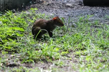 La fauna exótica en Cali ya se volvió paisaje