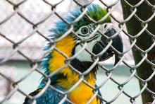La fauna exótica en Cali ya se volvió paisaje