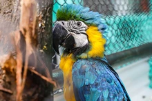 La fauna exótica en Cali ya se volvió paisaje