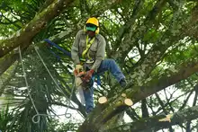 Dagma alerta sobre talas ilegales en Cali