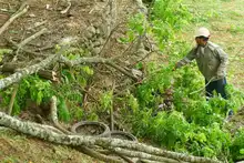 Dagma ha erradicado 13.500 árboles que generaban riesgo en la ciudad 