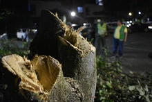 Suspenden tala ilegal de cuatro individuos arbóreos en unidad residencial al sur de Cali