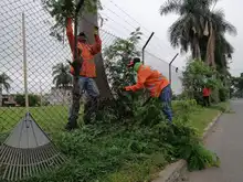 Fundaciones forestales retiraron 80 toneladas de residuos vegetales de corredores viales 