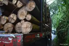 Autoridades ambientales hacen equipo para proteger el gran Bosque Pacífico
