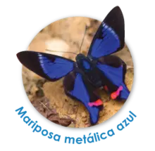 Mariposa