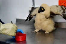 Dagma rescató un búho bebé de especie poco común en Cali