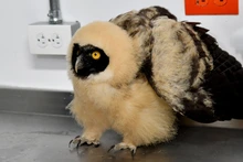Dagma rescató un búho bebé de especie poco común en Cali
