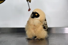 Dagma rescató un búho bebé de especie poco común en Cali