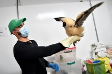 Dagma rescató un búho bebé de especie poco común en Cali