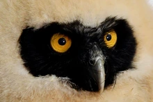 Dagma rescató un búho bebé de especie poco común en Cali