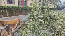Dagma detecta reincidencia en transgresión ambiental