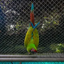  Dagma, esperanza de vida para especies víctimas del tráfico de fauna silvestre
