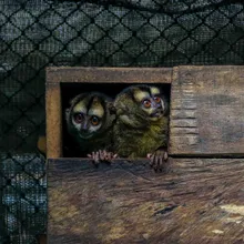 Dagma, esperanza de vida para especies víctimas del tráfico de fauna silvestre