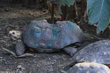 Dagma, esperanza de vida para especies víctimas del tráfico de fauna silvestre