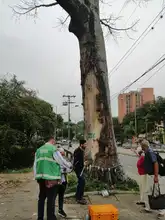 Grave agresión a ceiba notable en la calle quinta