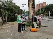 Grave agresión a ceiba notable en la calle quinta