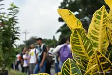 Caleños y caleñas engalanaron la entrada sur de la ciudad