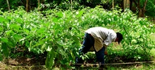 Gestores se capacitan en la creación de huertas urbanas que integrarán los comedores comunitarios de Cali 