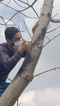 Una ceiba crecerá sana y fuerte al lado del monumento en el ‘Bosque de los Estudiantes’