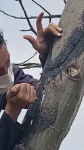 Una ceiba crecerá sana y fuerte al lado del monumento en el ‘Bosque de los Estudiantes’